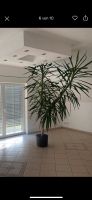 Yuccapalme 3m. Hoch. Zimmerpflanze. Rheinland-Pfalz - Siershahn Vorschau