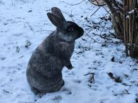 Wolle Riesenmix, Kaninchen, Hase Kastrat Nordrhein-Westfalen - Kamen Vorschau