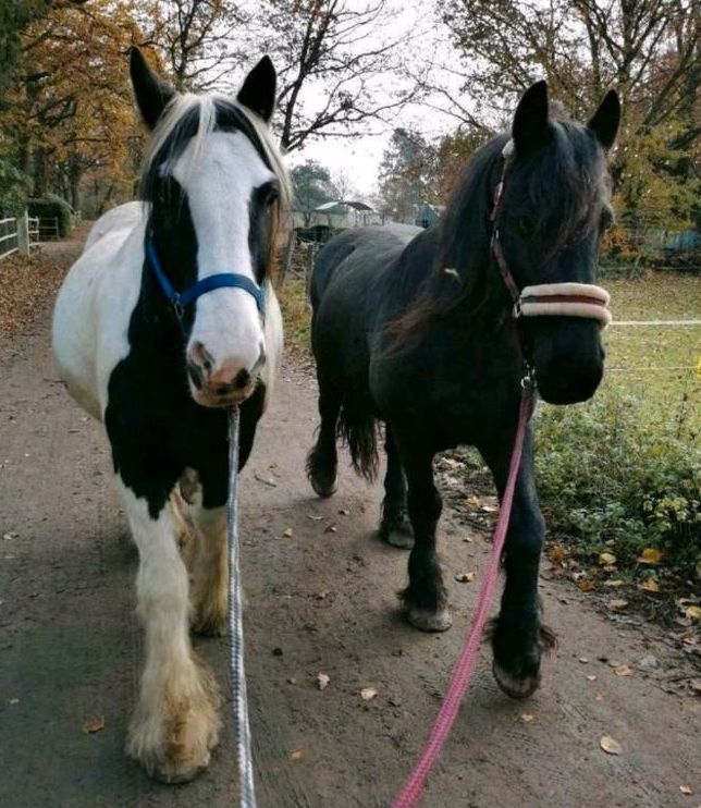 Reitbeteiligung/Pflegebeteiligung für Tinker & Friese # Gelände in Rödermark