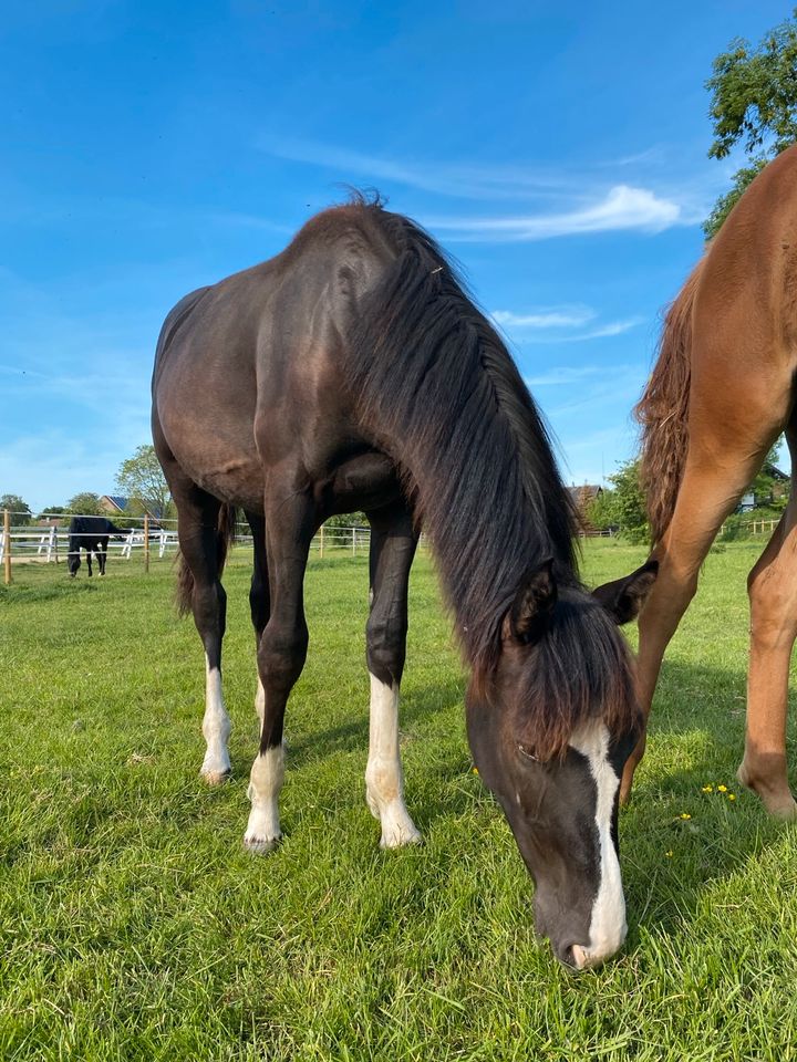 Springpferd Mädchen Pferd Freizeit in Xanten