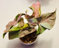 Syngonium Pink Aura Nordrhein-Westfalen - Herford Vorschau