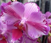 SUCHE Phalaenopsis Toshi Orchidee Pelorisch Nordrhein-Westfalen - Porta Westfalica Vorschau