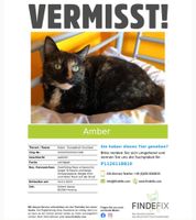 Katze Vermisst: Schildpatt/Tricolore/Glückskatze Amber Bayern - Freising Vorschau