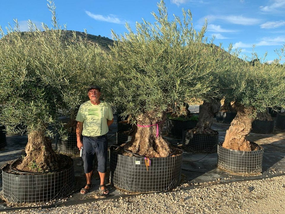 Olea Europaea hojiblanca(Olivenbaum)Bonsai ab80/100cm Stammumfang in Recklinghausen