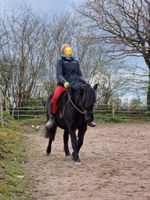 Ponybeteiligung, Pflegebeteiligung, Reitbeteiligung Schleswig-Holstein - Rieseby Vorschau