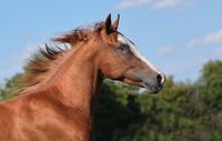 Bildhübscher 3-jähriger Quarter Horse Wallach, Painthorse Baden-Württemberg - Ettlingen Vorschau