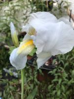 Graue Iris/Schwertlilie sehr schön seltene Farbe Rheinland-Pfalz - Mainz Vorschau