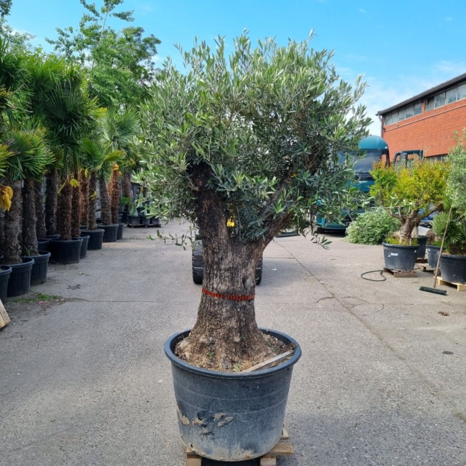 Olivenbaum Olea Europaea (Nr.4) 100cm Stammu. Bonsai - 210cm hoch in Oberhausen