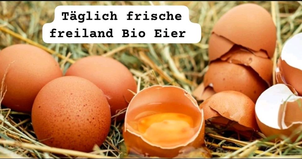 Angebot Hühnereier - Eier - frische glückliche hühner in Velbert