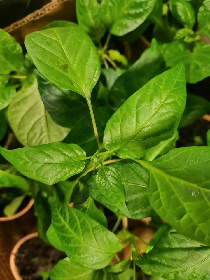 Chili Pflanzen Carolina Thei Lemon Moruga Pa in Graben-Neudorf