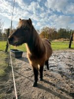 Pflegebeteiligung oder reitbeteiligung Berlin - Spandau Vorschau