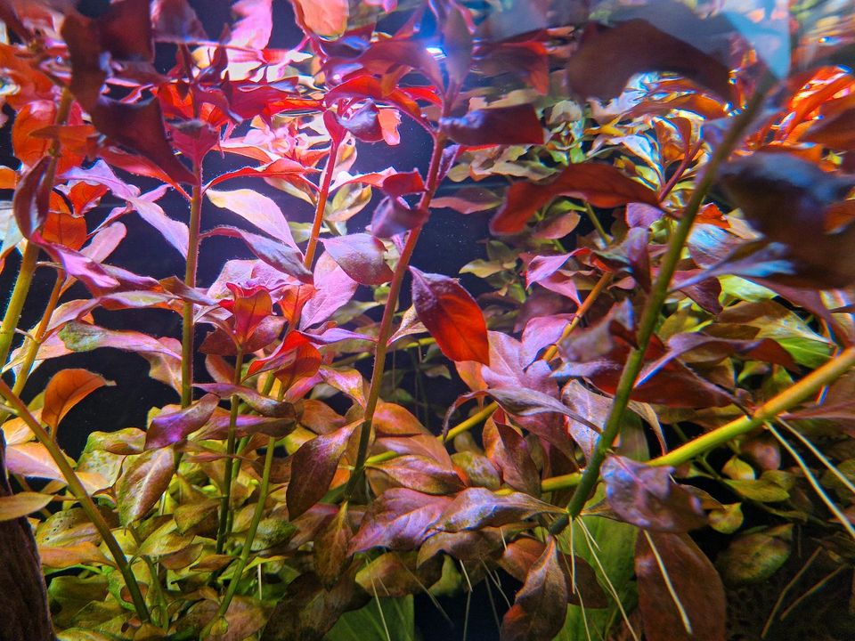 Aquarium pflanzen in Weyhe