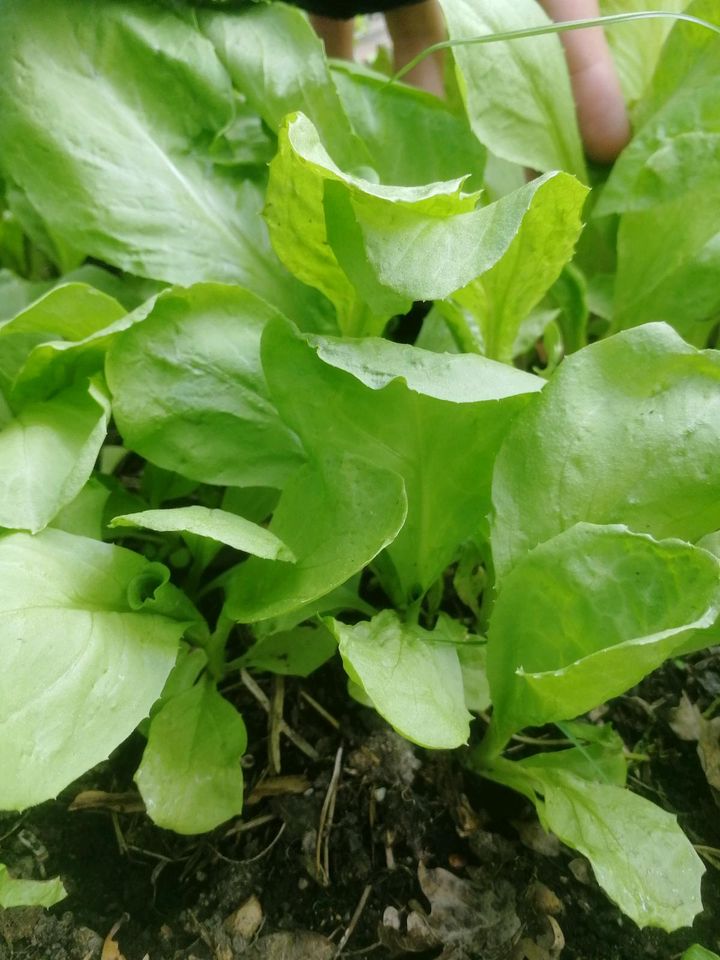 Tausche Setzlinge- versch. Salate, Königskerze Akelei, Seifenkrau in Ilsfeld