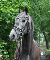 5 jährige Allrounderin abzugeben Nordrhein-Westfalen - Nettetal Vorschau