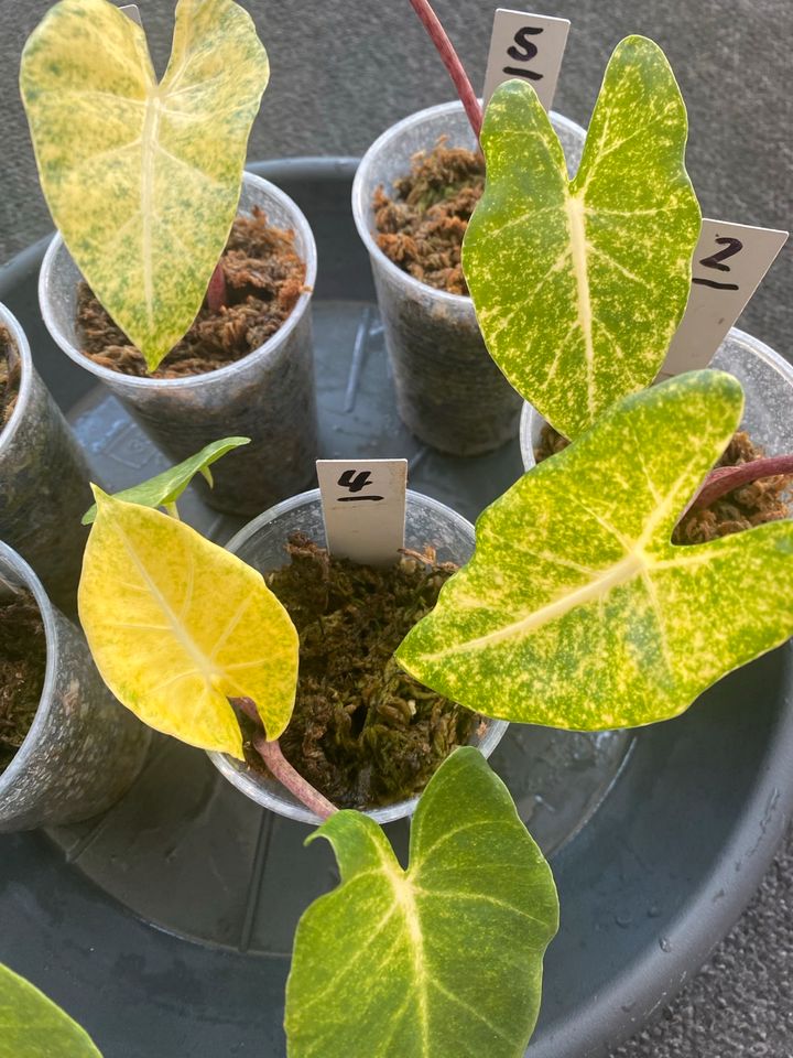 Alocasia New Guinea Gold yellow variegata aurea in Berlin