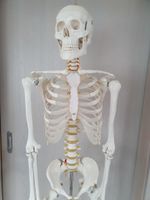 Anatomisches Homo-Skelett Profi-Qualität Bayern - Memmingen Vorschau