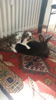 Zwei Kaninchen in gute Hände abzugeben Nordrhein-Westfalen - Lippstadt Vorschau