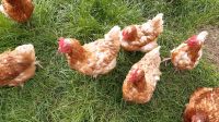 Legehennen Hühner Hennen Hessen - Kirtorf Vorschau