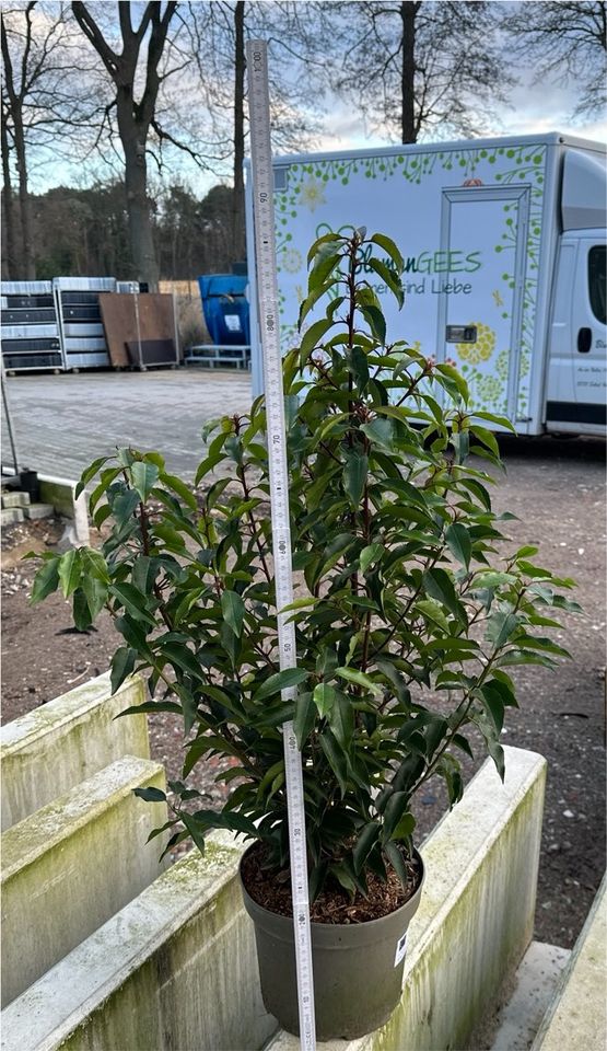 Portugiesischer Kirschlorbeer, Prunus lusitanica, Sichtschutz in Schloß Holte-Stukenbrock