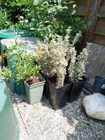 Spindelstrauch, Euonymus, weiß und gelb Bayern - Großkarolinenfeld Vorschau