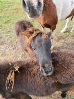 Absetzter Pony Hengst Fohlen Sachsen-Anhalt - Nachterstedt Vorschau