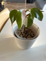 PP  Philodendron Pink Princess half moon Baden-Württemberg - Wendlingen am Neckar Vorschau