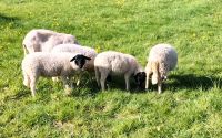 Rhönschaf Lämmer aus Herdbuchzucht Bio Hessen - Hünfeld Vorschau