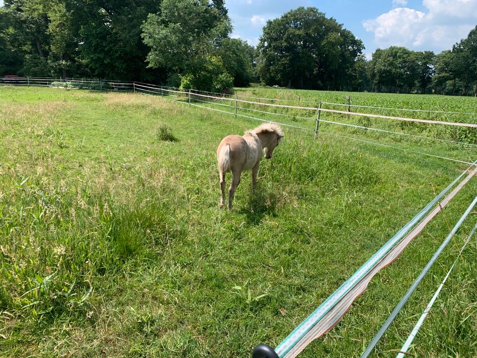 Amerikanischer Shetlandpony Wallach in Oldenburg