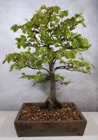 Fagus sylvatica, Rotbuche,  Bonsai Yamadori Nordrhein-Westfalen - Lünen Vorschau