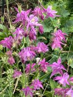 Akelei aus dem Garten Baden-Württemberg - Schwäbisch Gmünd Vorschau