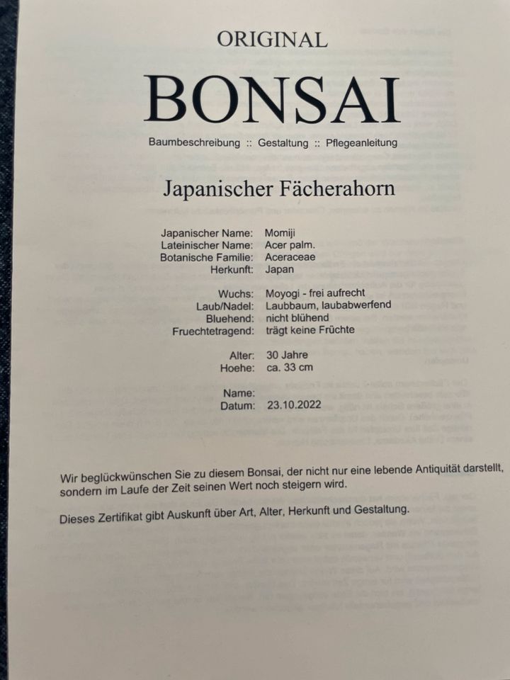 Bonsai Japanischer Fächerahorn in Hamburg