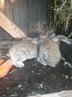 Kaninchen zum werkaufen Rheinland-Pfalz - Wörth am Rhein Vorschau