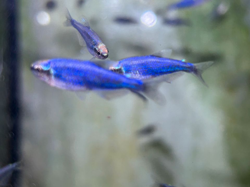 Königssalmler Super blau 2-3cm  Inpaichthys kerri 2,95€ in Rangendingen