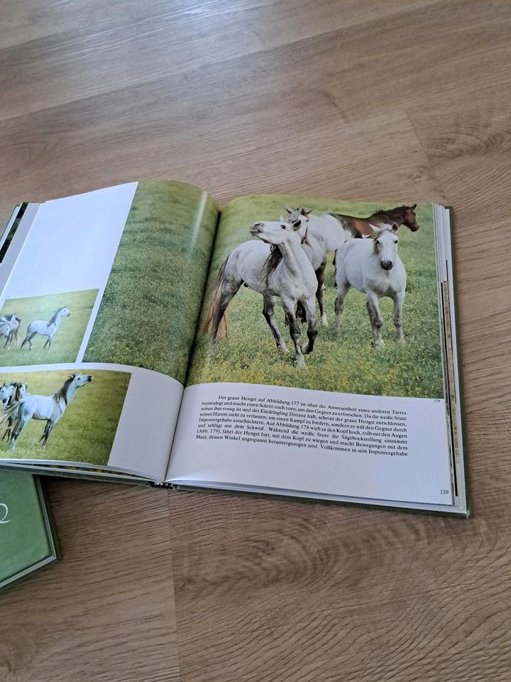 Buch Pferd Reiten Vavra Equus Grazie Schönheit in Eilsdorf