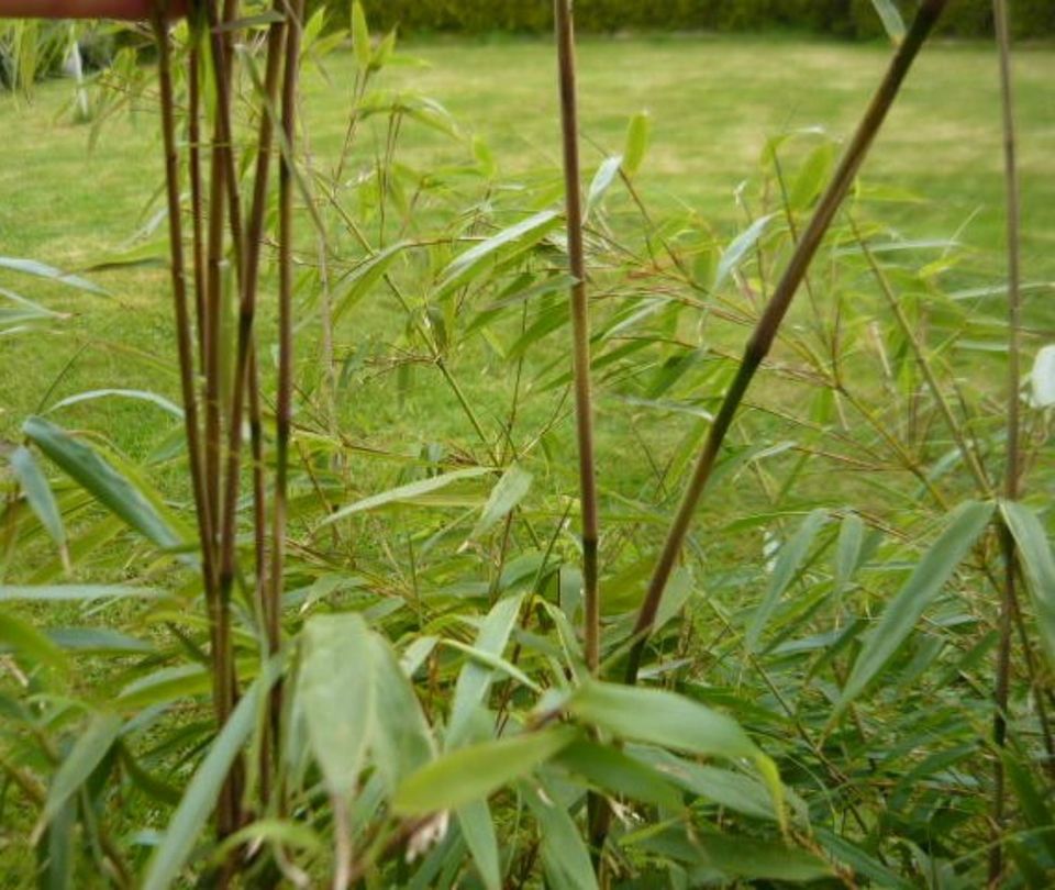 Bambus Fargesia Rufa ohne Ausläufe, Winterhart in Westerstede
