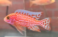 NZ Aul. Firefish Top Tiere auf Zierfischbörse 7.4. in HH Wandsbek - Hamburg Jenfeld Vorschau