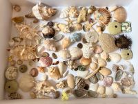 Sammlung aus insgesamt 114 Muscheln, Schnecken, Korallen, etc. Hannover - Vahrenwald-List Vorschau