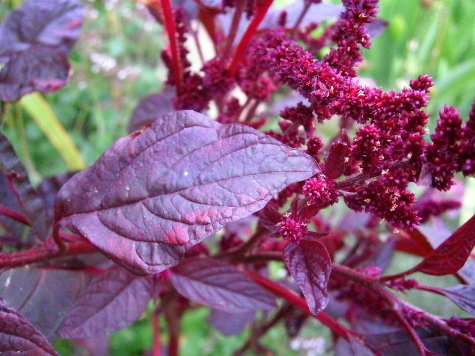 AMARANTH  "Hopi Red Dye" ALLE TEILE LEUCHTEND ROT - SAMEN in Lutherstadt Wittenberg