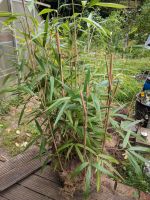 Bambus-Pflanze schön gewachsen in Kunststoff-Blumen-Behälter Nordrhein-Westfalen - Niederkrüchten Vorschau