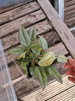 Philodendron sodiroi variegata Babypflanzen, etabliert rare plant Rheinland-Pfalz - Fleringen Vorschau