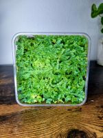 Moosfarn Selaginella | Terrarium Planze Bayern - Peißenberg Vorschau