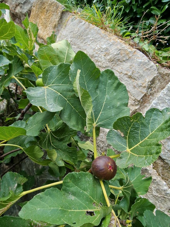 Feigenbaum in Limbach