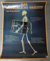 Skelett in Originalgröße zum selberbauen, Halloween Baden-Württemberg - Bretzfeld Vorschau