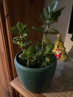 Geldbaum Crassula Portulacea 27 cm hoch Pflanze Hessen - Oberursel (Taunus) Vorschau