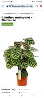 Calathea Makoyana  ( Zebrapflanze)Ableger Essen - Steele Vorschau