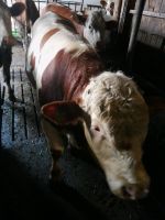 Fleckvieh Deckbullen Genetisch hornlos Bayern - Bad Wörishofen Vorschau