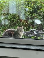 Katze vermisst Nordrhein-Westfalen - Solingen Vorschau