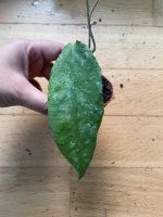 Hoya Caudata big green leaf Kr. München - Unterschleißheim Vorschau