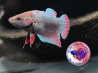 Betta Splendes Kampffisch Fisch HMPK  3 1 /2 Monate alt Pankow - Prenzlauer Berg Vorschau