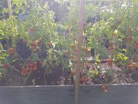 Tomatenpflanzen Paprikapflanzen Gurkenpflanzen Zukinipflazen Berlin - Neukölln Vorschau